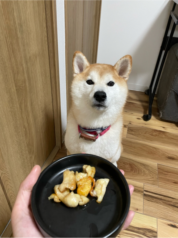 築山さんが飼っているこまち（犬）