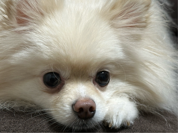 井上さんが飼っているコロン（犬）