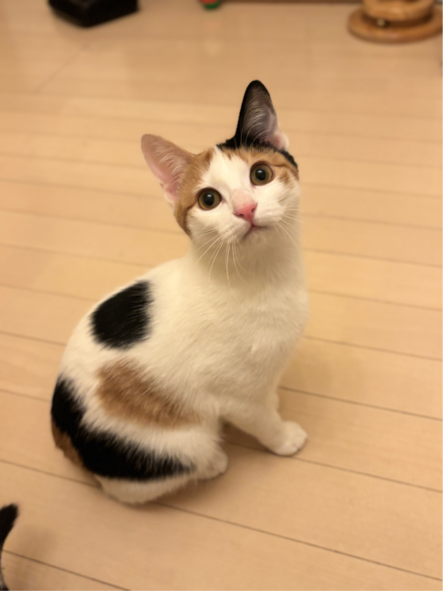 嶽さんが飼っているゆず（猫）