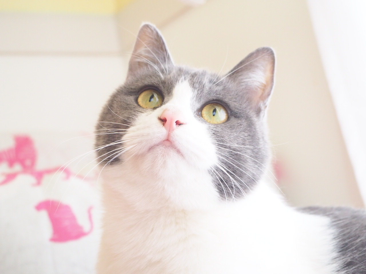嶽さんが飼っているくるみ（猫）