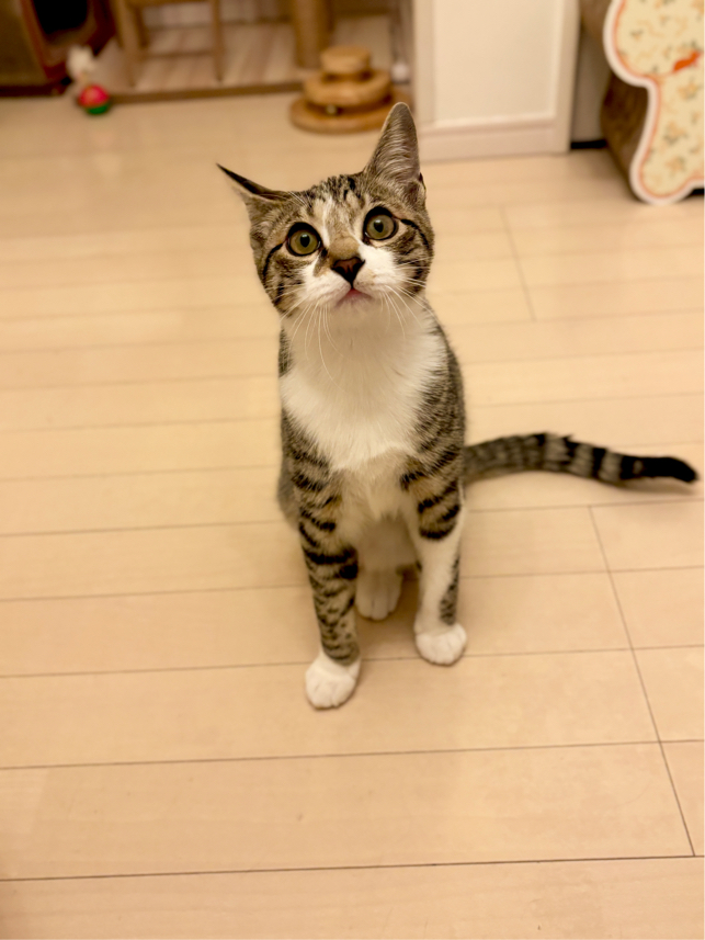 嶽さんが飼っているあおい（猫）