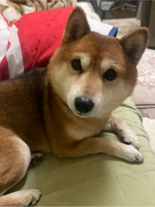 加藤さんが飼っている麻呂（犬）