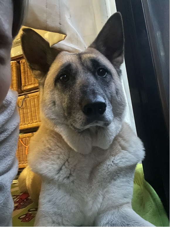 加藤さんが飼っているチッパ（犬）
