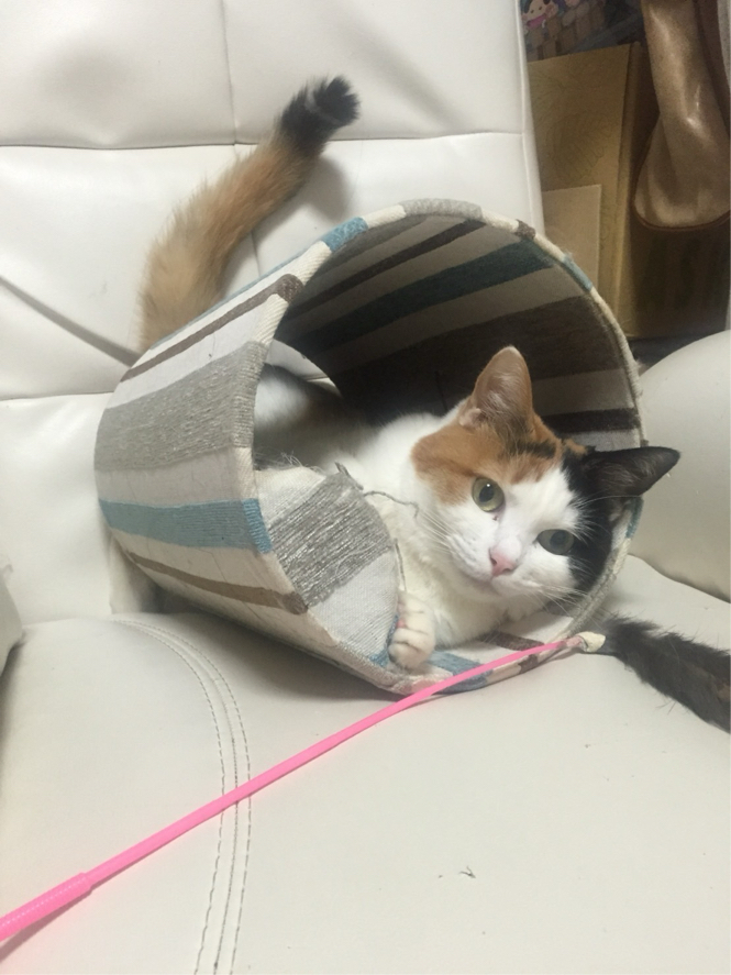 荒木さんが飼っているこいちゃん（猫）
