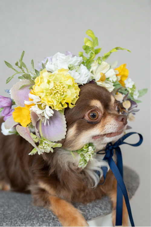 菅原さんが飼っているモカ（犬）