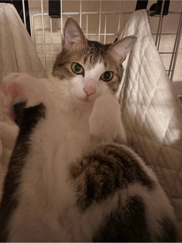 谷さんが飼っているむぎ（猫）