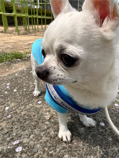 谷さんが飼っているぼん（犬）