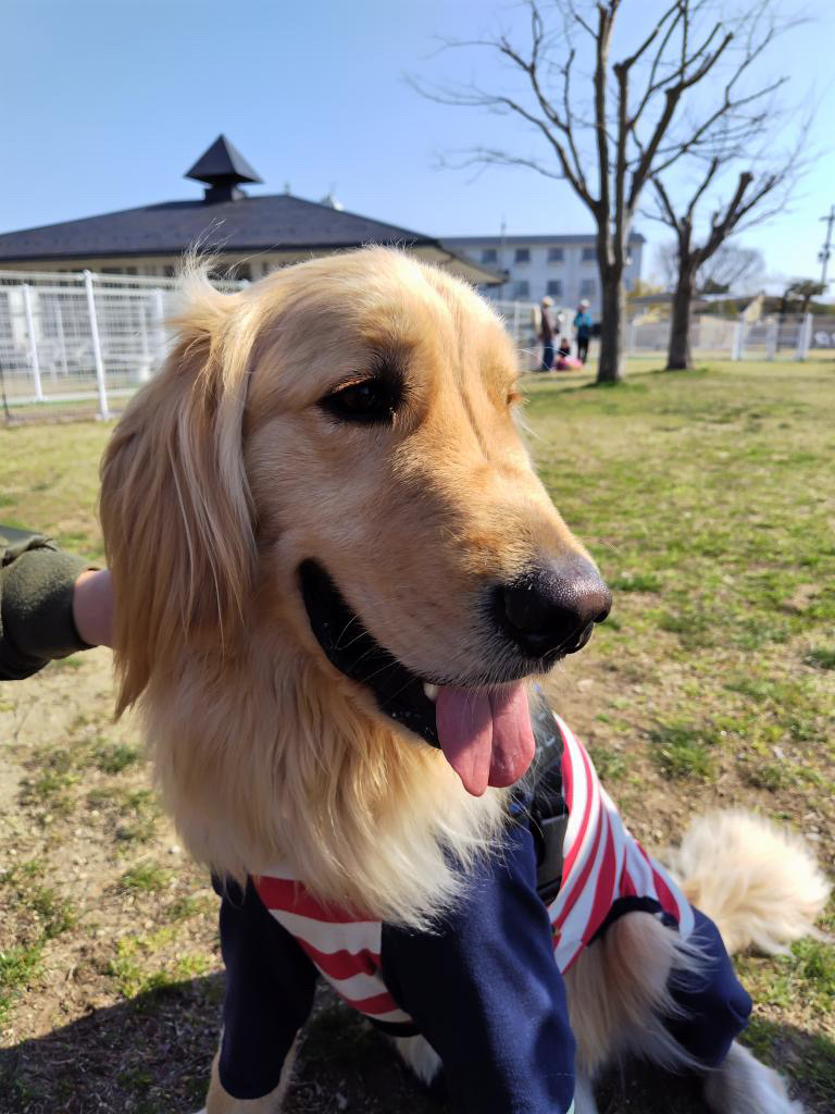 高木さんが飼っているにこ（犬）
