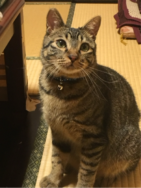 佐藤さんが飼っているネオン（猫）