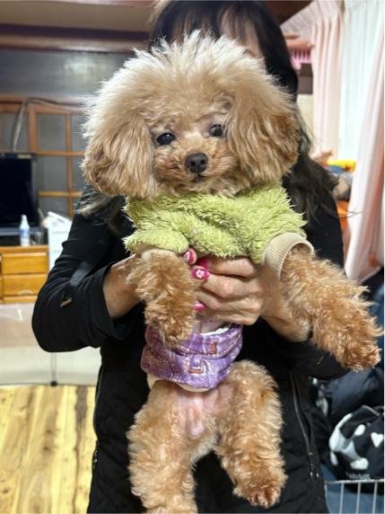 神田さんが飼っているシンバ（犬）