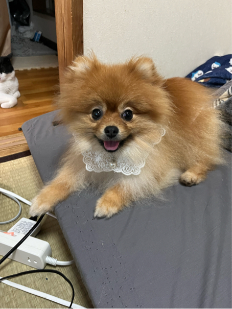 宇野澤さんが飼っているモカ（犬）