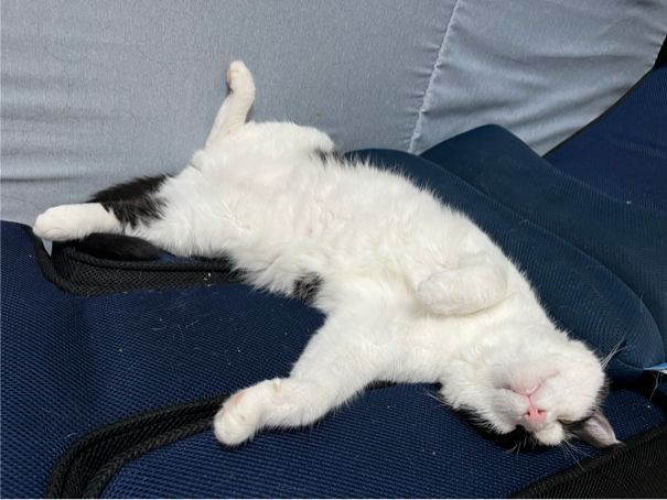 宇野澤さんが飼っているぽてと（猫）