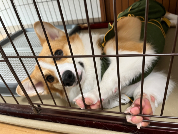 新妻さんが飼っている蓮(レン)（犬）