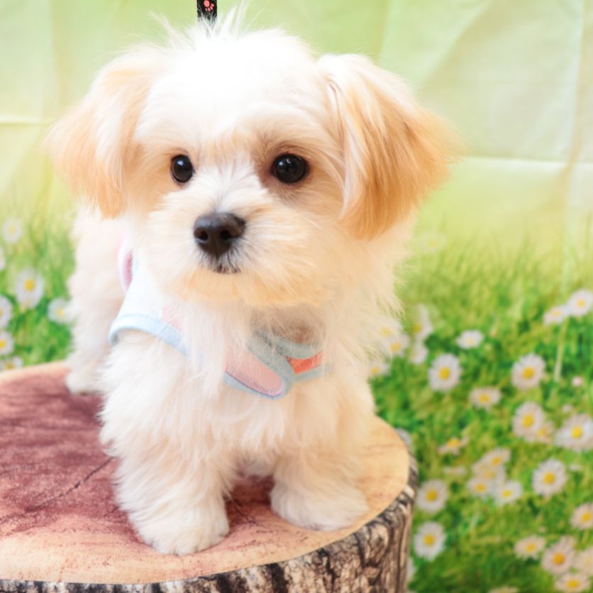 廣津さんが飼っているモカ（犬）