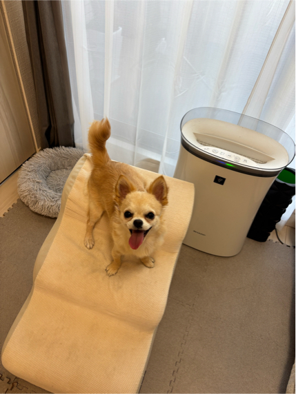 北河さんが飼っているうに（犬）