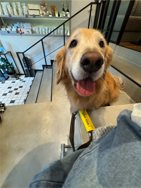 福士さんが飼っているCoco（犬）