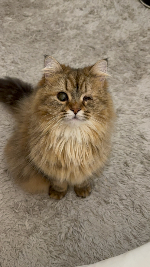 福士さんが飼っているNiu（猫）