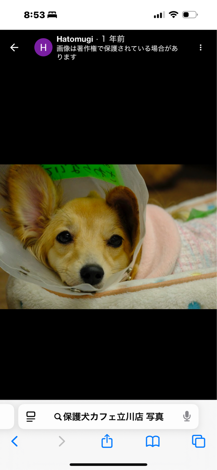 古屋さんが飼っているこんぶ（犬）