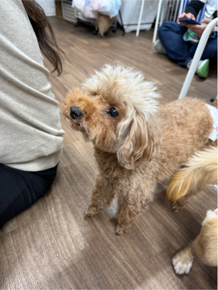 古屋さんが飼っているちっち（犬）