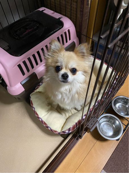 金井さんが飼っているぼたん（犬）