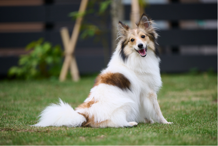 渡邊さんが飼っているルゥちゃん（犬）