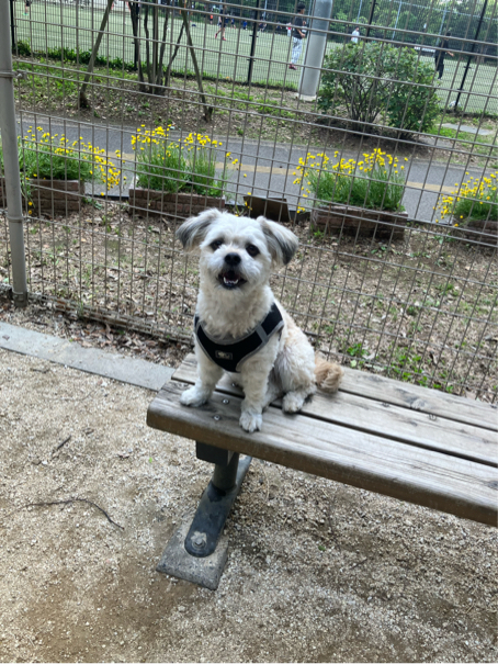 中島さんが飼っているつくね（犬）