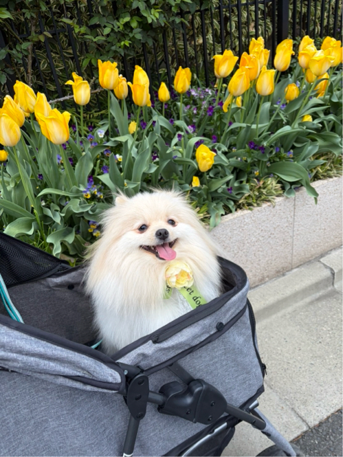 廣瀬さんが飼っているクー（犬）