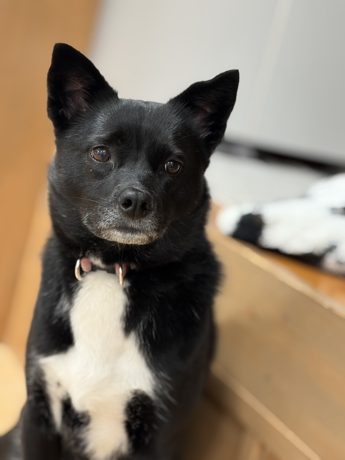 廣瀬さんが飼っているポワン（犬）