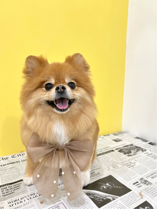 八木さんが飼っているフラン（犬）
