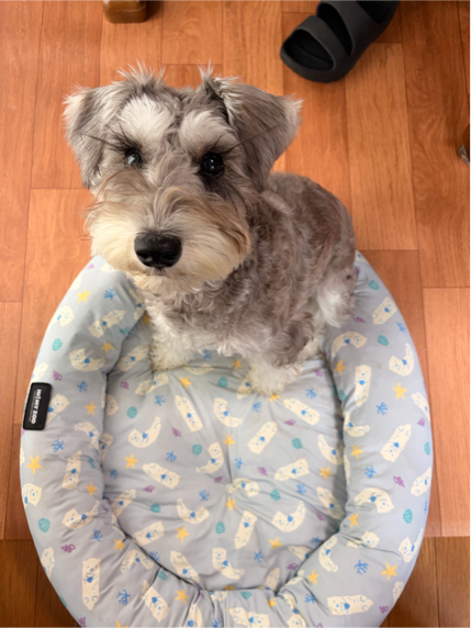 戸張さんが飼っているナナ（犬）