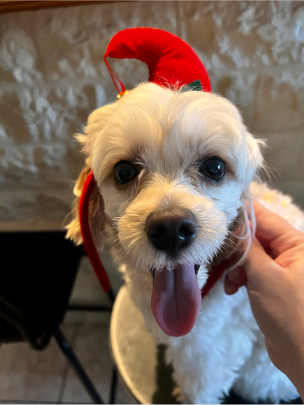 戸田さんが飼っているアンディー（犬）