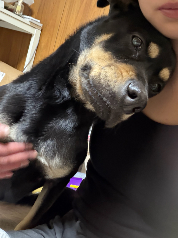 河村さんが飼っているいつき（犬）