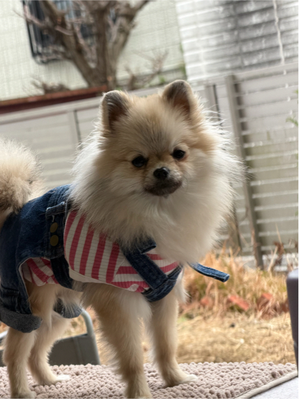 河村さんが飼っているぐり（犬）