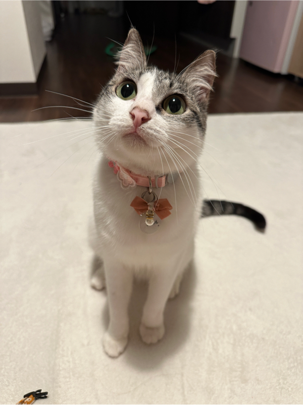 望月さんが飼っているかれん（猫）