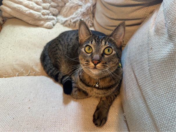 望月さんが飼っているりん（猫）