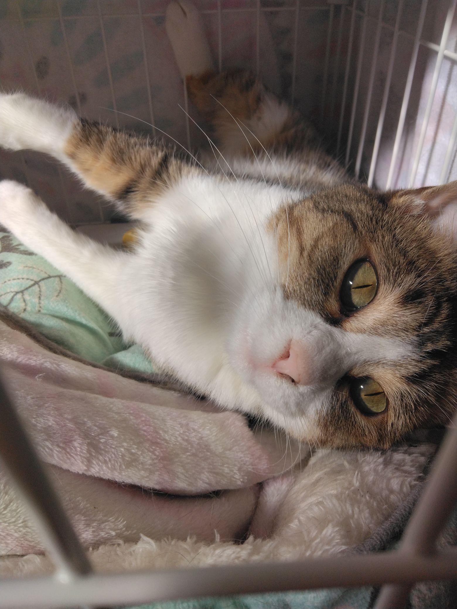 大山さんが飼っているうな（猫）