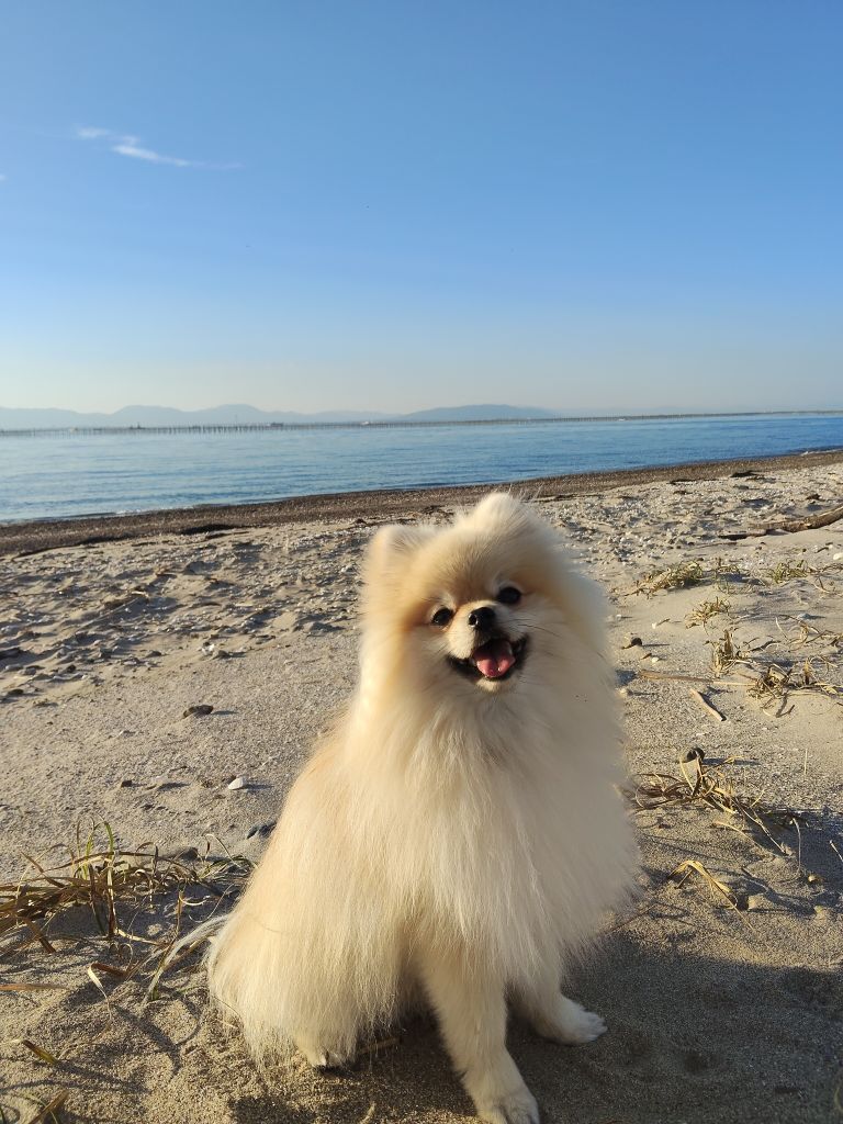 平野さんが飼っているもなか（犬）