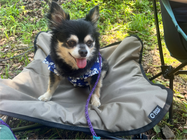 高橋さんが飼っているジャイ（犬）