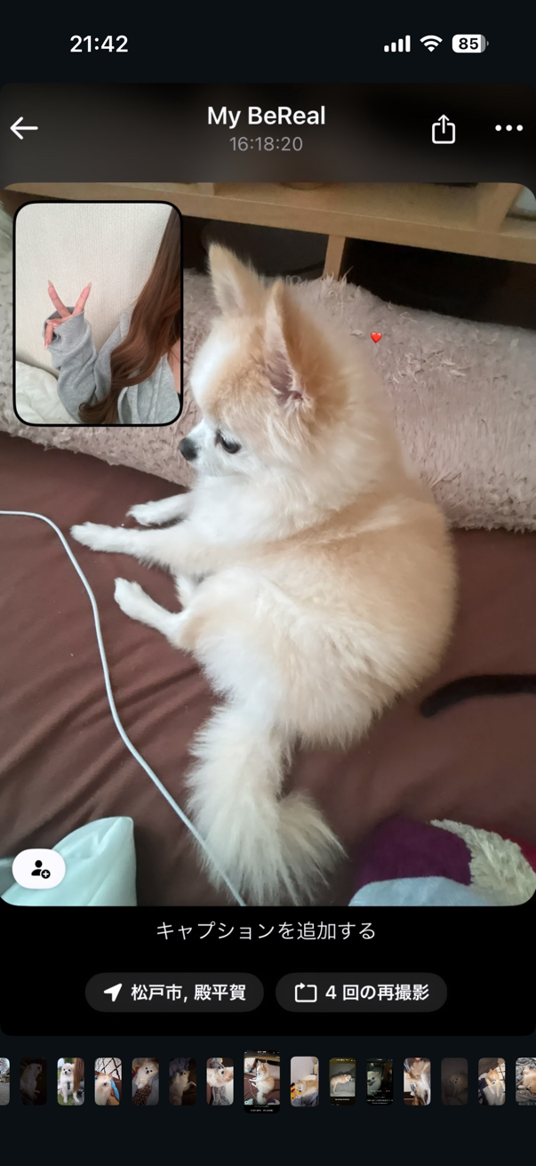 石井さんが飼っているはく（犬）