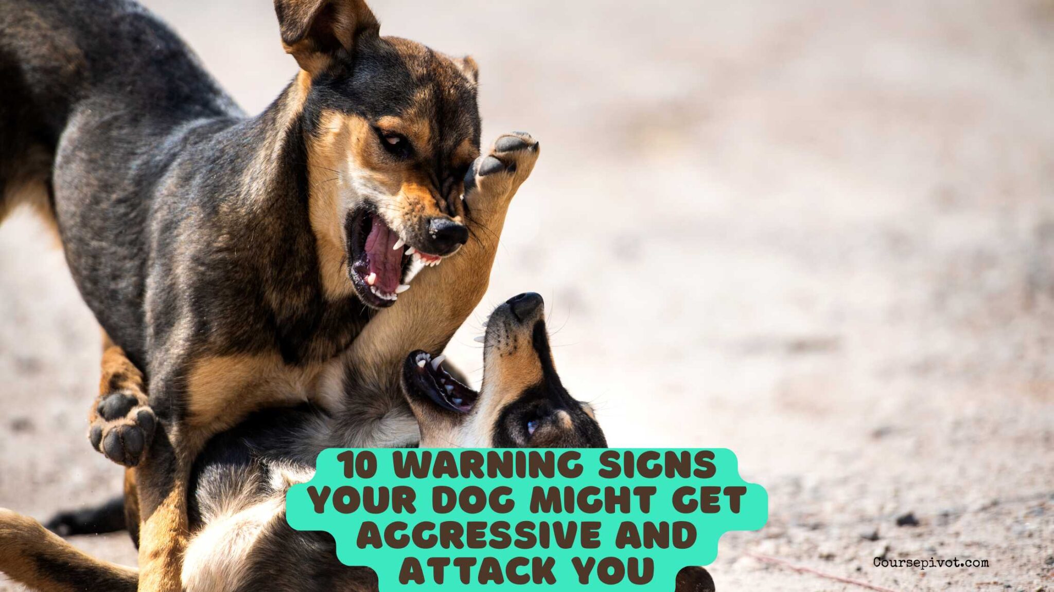 Dog showing warning signs of aggression with tense body posture and bared teeth