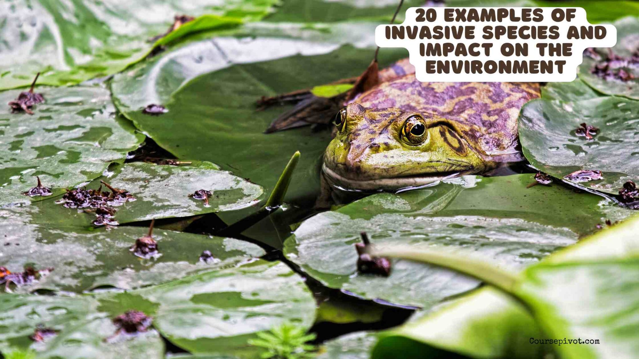 Invasive species affecting a natural environment