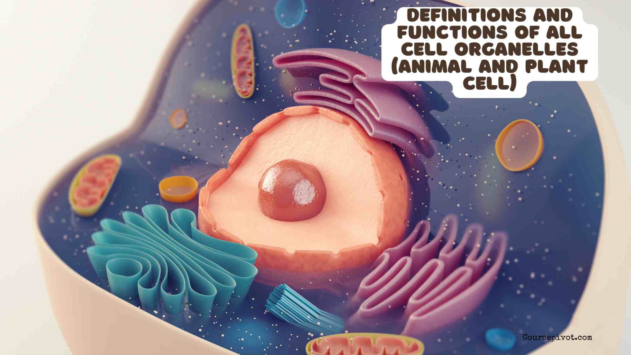 Labeled diagram of animal and plant cell organelles