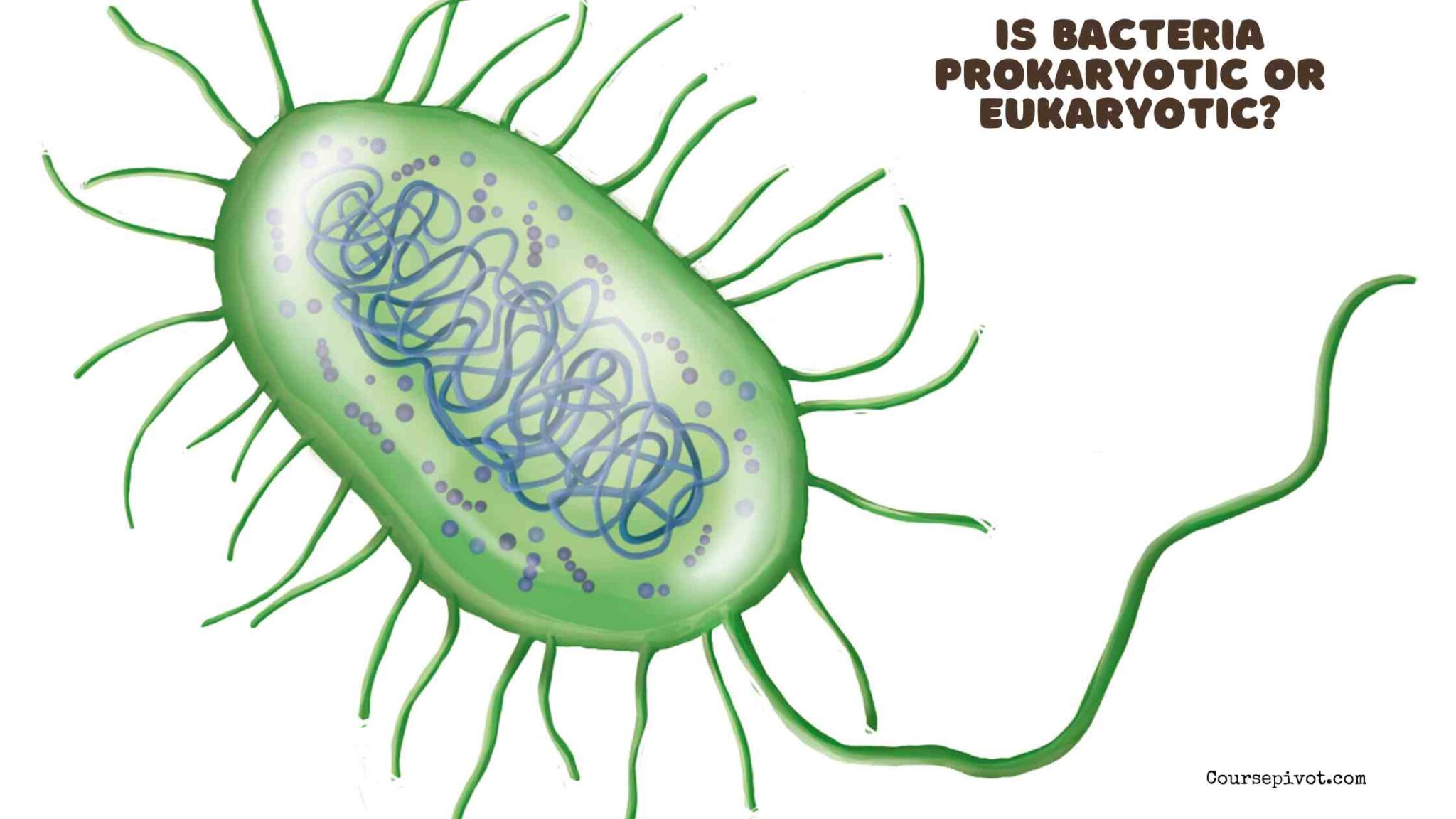 Bacterial cells showing prokaryotic structure under magnification