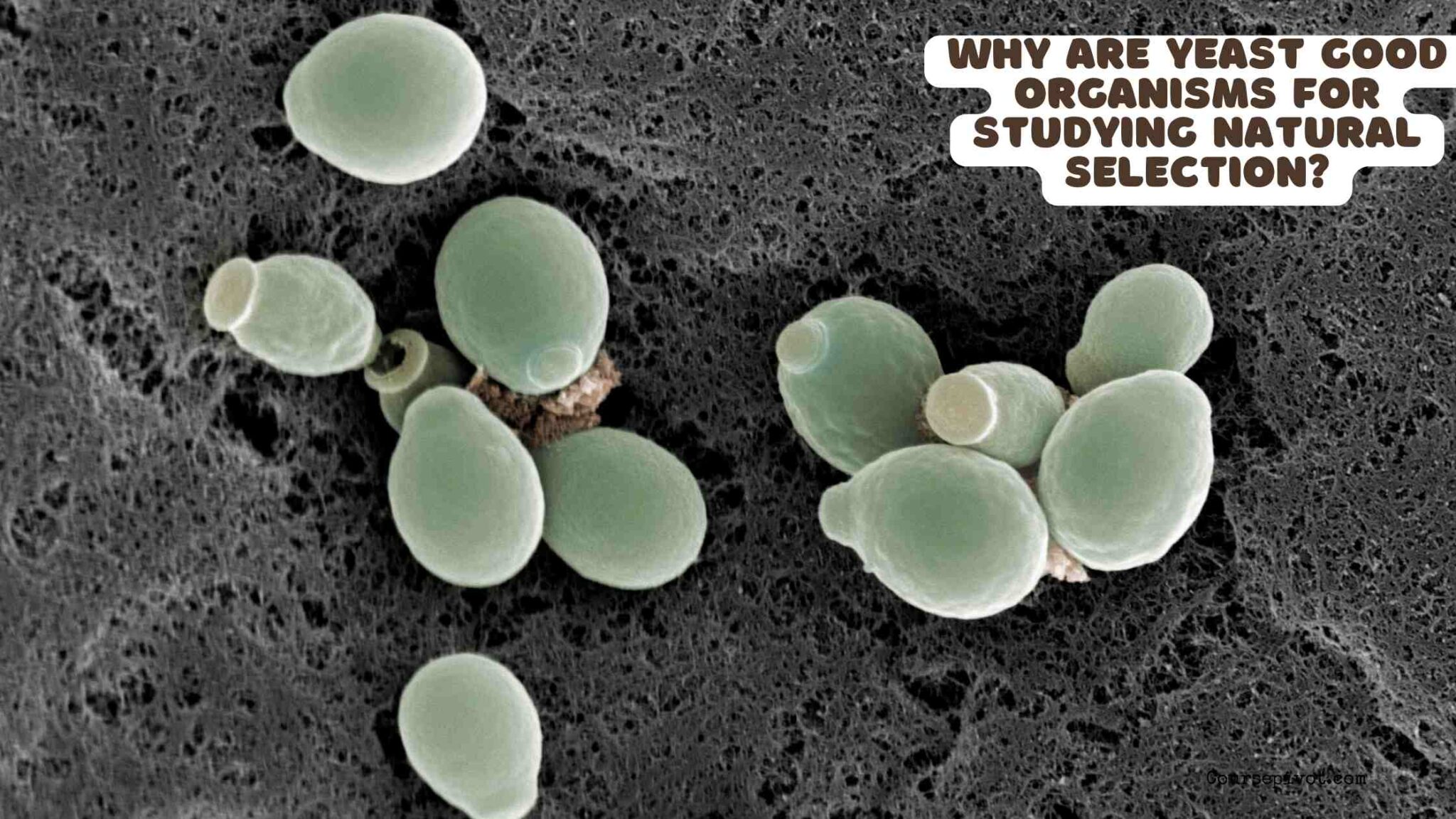 Yeast cells under a microscope used to study natural selection