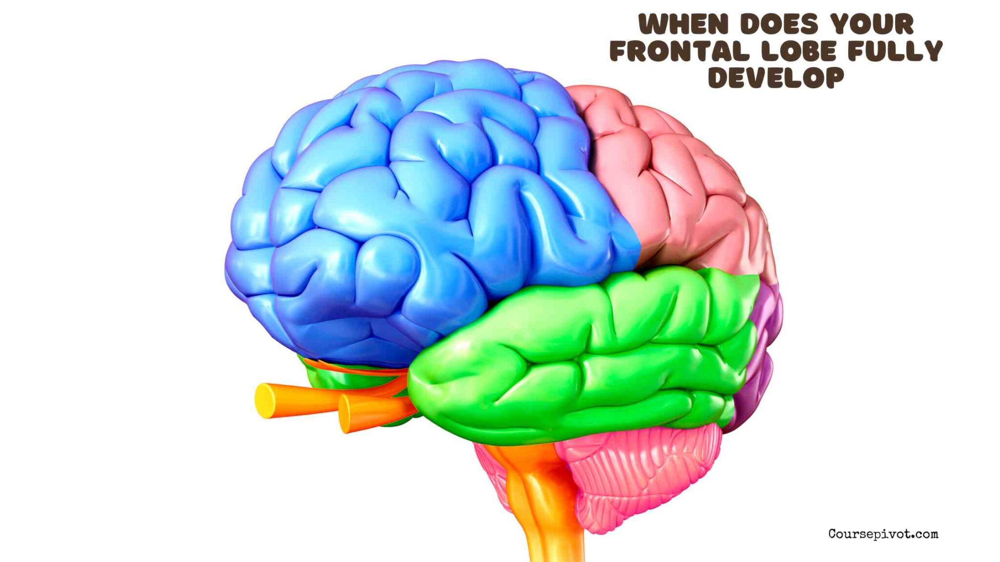 Illustration of frontal lobe development in the human brain