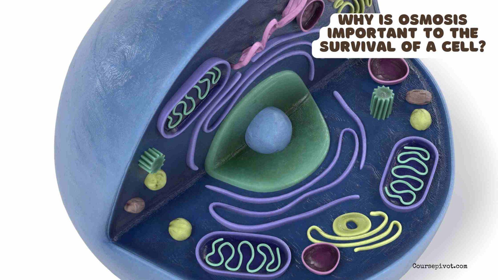 Diagram showing water movement by osmosis across a cell membrane