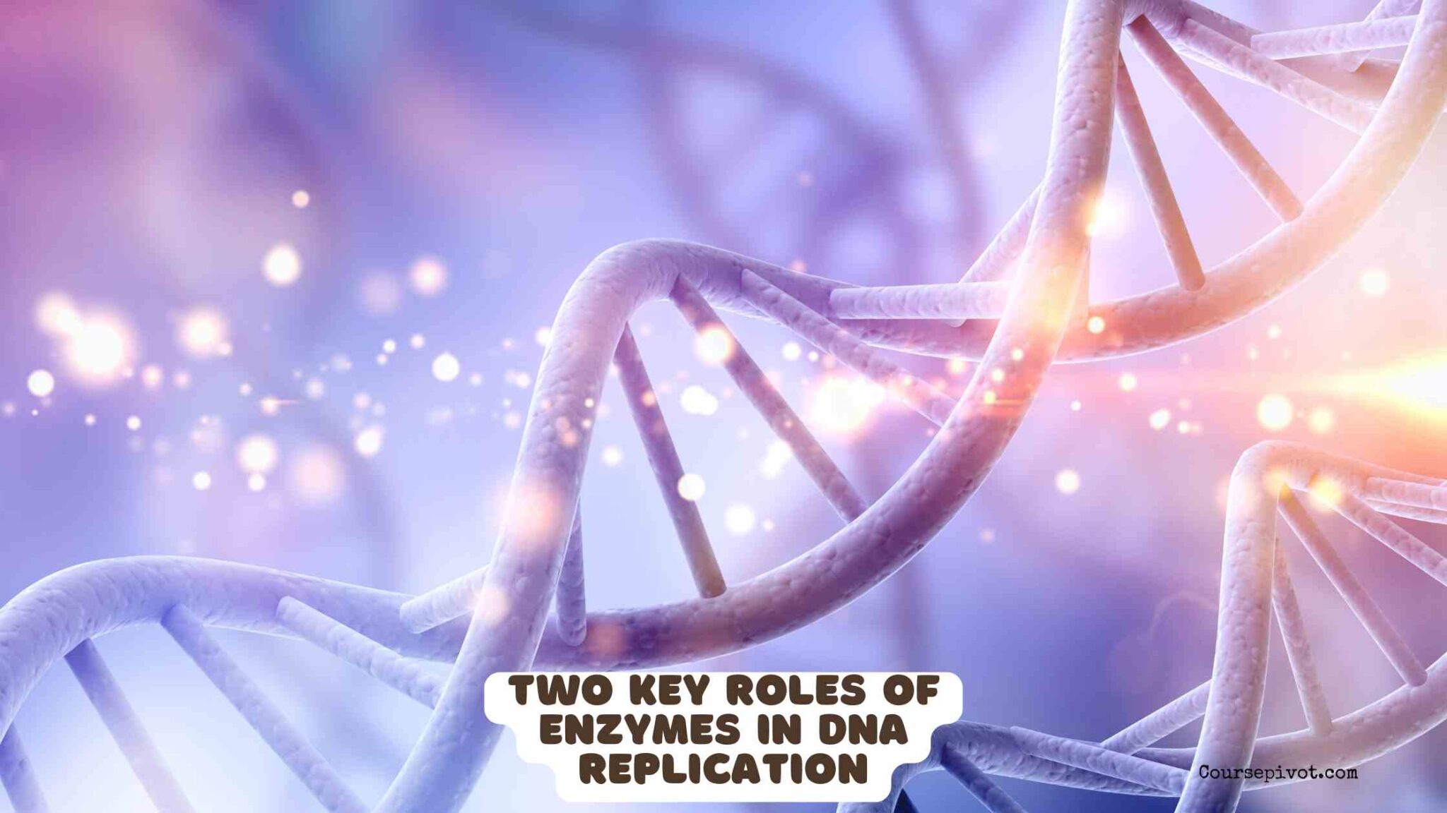 Diagram illustrating enzyme activity during DNA replication including helicase and DNA polymerase
