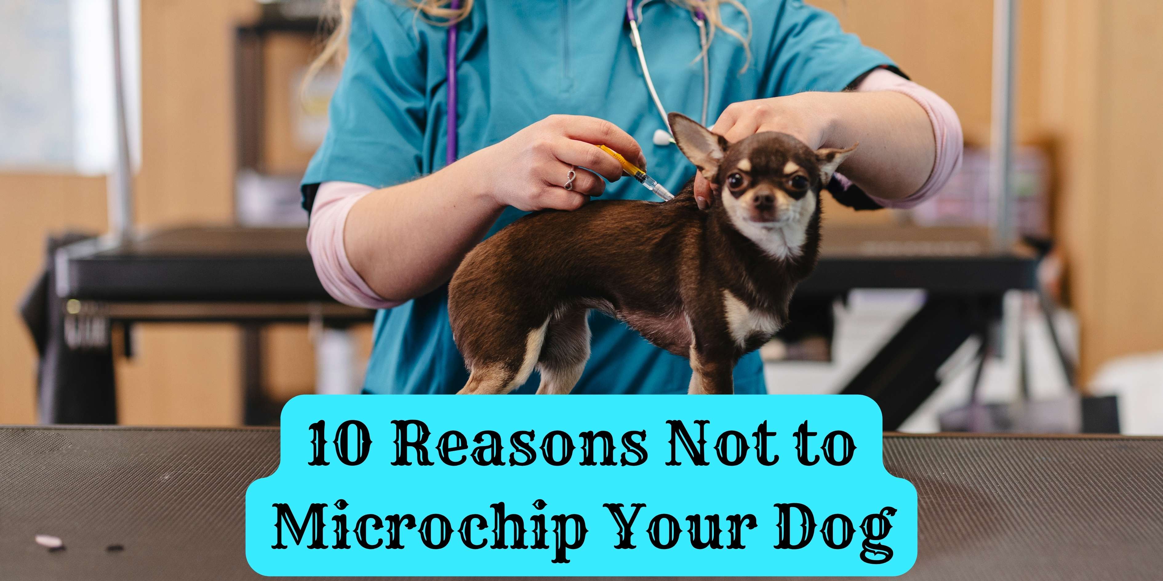 10 Reasons Not to Microchip Your Dog