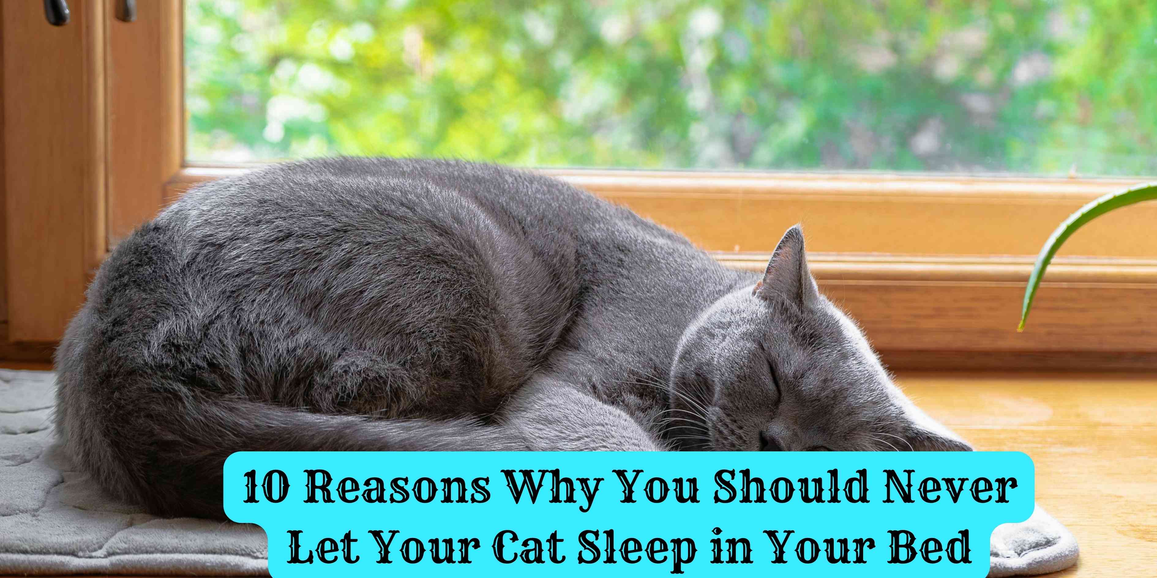 10 Reasons Why You Should Never Let Your Cat Sleep in Your Bed