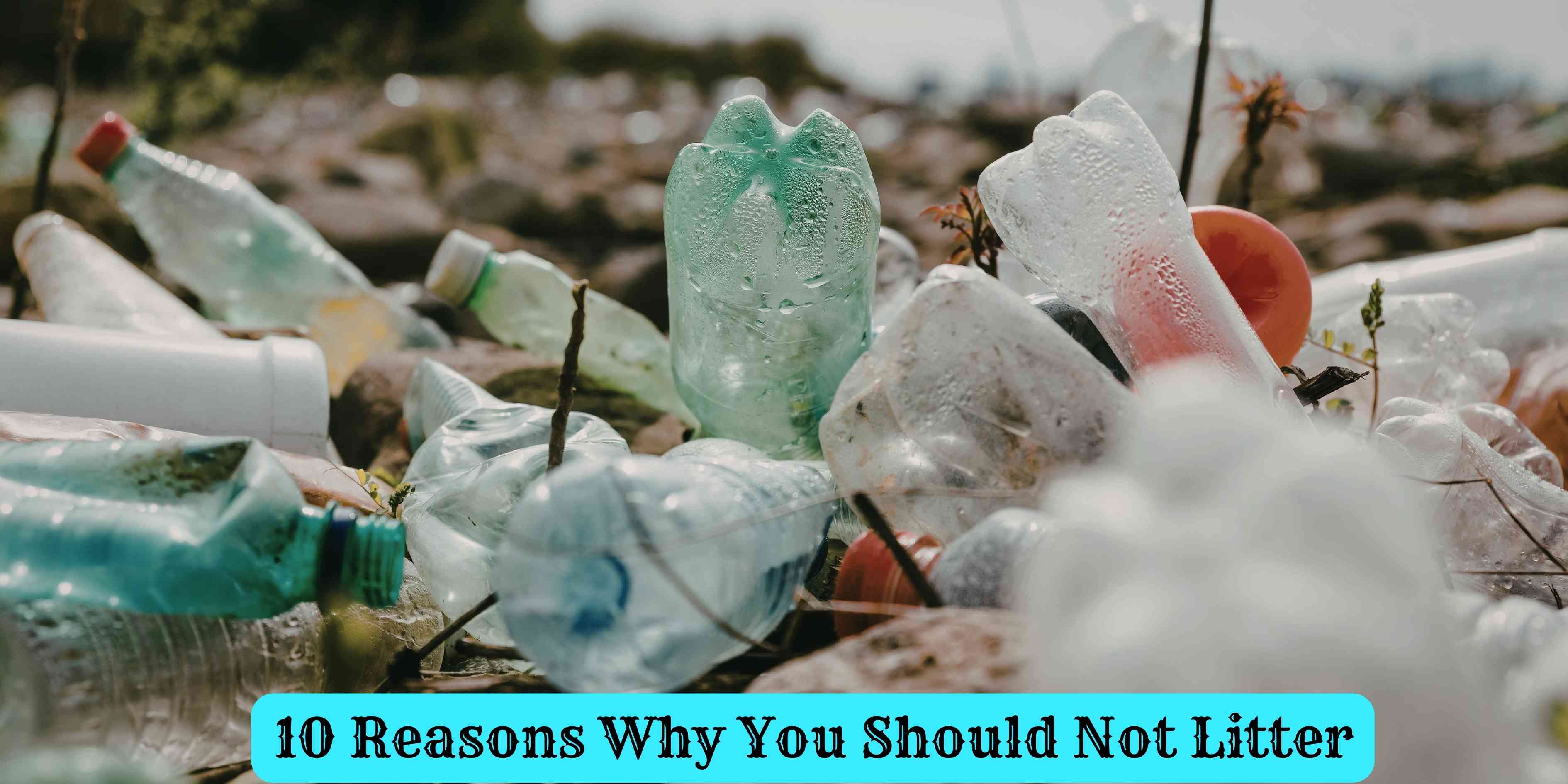10 Reasons Why You Should Not Litter